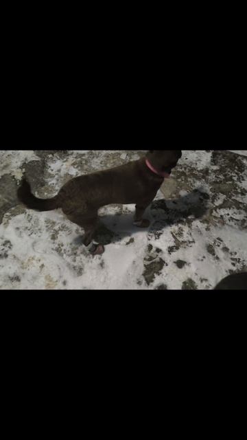 Обули собачек 09.02.26. смотреть онлайн