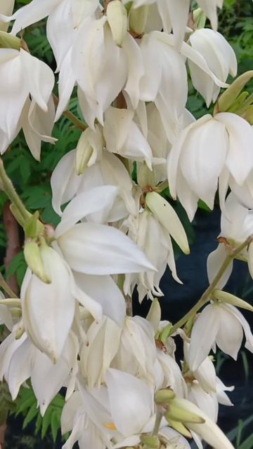 Юкка летом ! смотреть онлайн