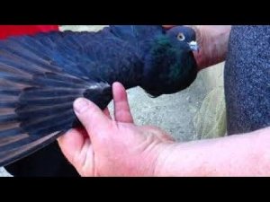 Мелитопольские голуби. Тренировочные моменты у Володи. Белогорск Крым.