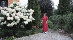 Гортензии Ванила Фрейз, Фантом, Лаймлайт, Скайфол, Пастельгрин в саду Людмилы Кудасовой (Подмосковье