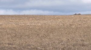 Норман. 09.02.2026.