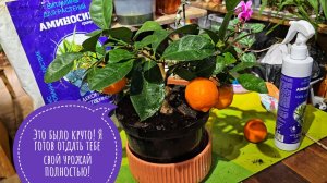 Пересадка цитруса из магазина: важные моменты. Как не загубить своё первое цитрусовое дерево?