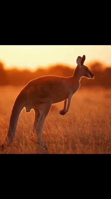 #животные #дикаяприрода #природа #защитаживотных #природныечудеса #приключениявприроде