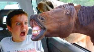 Я РЖАЛ ДО СЛЕЗ | СМЕШНЫЕ ВИДЕОПРИКОЛЫ |Смешные видео с животными и людьми | ПОДБОРКА ПРИКОЛОВ😂🤣