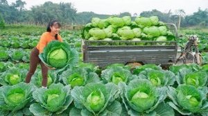 Хуонг собирает урожай кочанов капусты, на ферме. Везу её на сельский рынок чтобы продать.