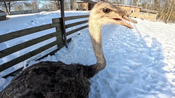 Побег ! Страус выбежал ! Сломала ногу ! ХУТОР В ЛЕСУ №971