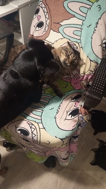 У Тимки нет настроения играть #alfatima #шортс #милота #cute #catslife #shorts #dogslife #cataanddog