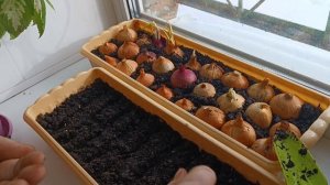 Мой огород на подоконнике// сею укроп, петрушку и кресс-салат.