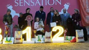 07.02.2026, СПб. Клуб "СЕНСАЦИЯ-2" (РКФ, РФСС). Выставка собак всех пород "СЕНСАЦИЯ-2" (CAC, ЧФ)