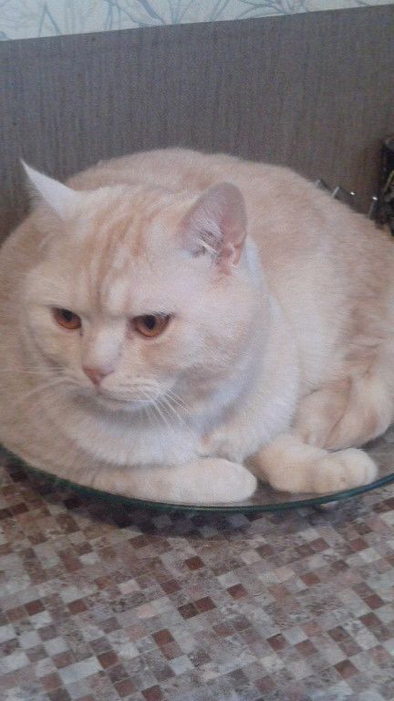 КТО КОГО! 😂😂ПОЕДИНОК😁😁😁😁😁 смотреть онлайн