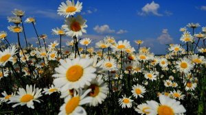 Дети Фристайла - Любимая (Видео --прекрасная сказка Александра Роу "Огонь, вода и медные трубы"