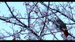 Зимние художества