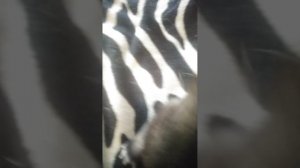 Собака щенок граф у него 1 неделя