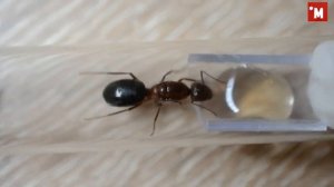 Новый МУРАВЕЙ в коллекцию. Camponotus turkestanicus