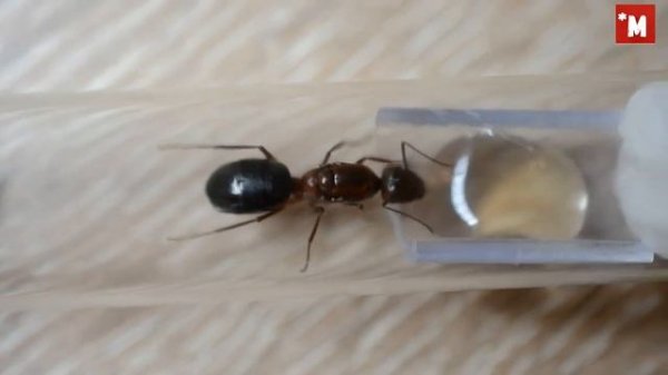 Новый МУРАВЕЙ в коллекцию. Camponotus turkestanicus