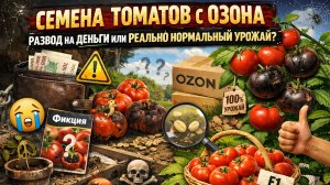 Семена томатов с Озона 🍅 Развод на деньги или реально нормальный урожай?
