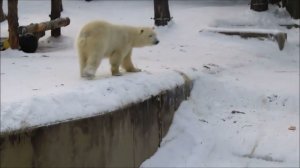 Всем привет от Белки и Стрелки 09.02.2026