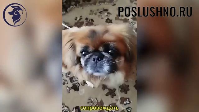 Породы собак для пожилых людей. Кинолог советует.