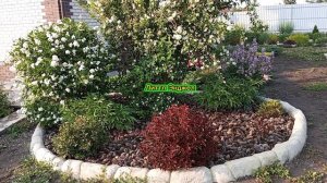 пузыреплодник Литтл Энджел в коллекции сада