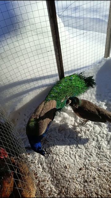 Новиков Ковчег