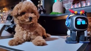 Клеопатра и IMO..