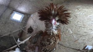 Морозы давят ,животные в шоке ! ХУТОР В ЛЕСУ №967