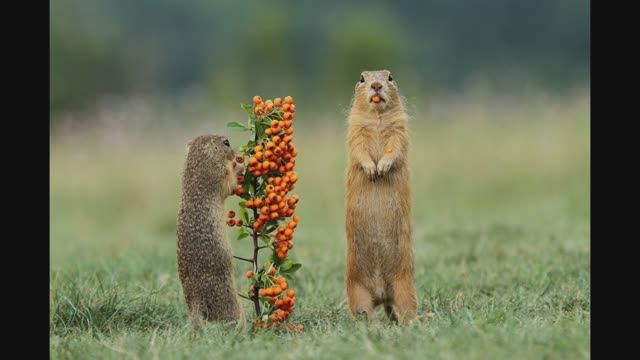 Знакомство с творчеством Miroslav Hlávko смотреть онлайн
