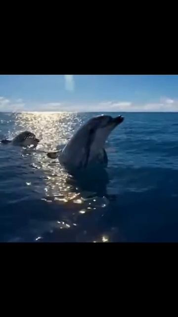 #животные #дельфины #океан #друзьядельфинов #приключенияводу #животныепланеты