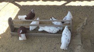 Мелитопольские голуби и Крымаки в Белогорске Крым...проверка стойки в слабый ветер)))