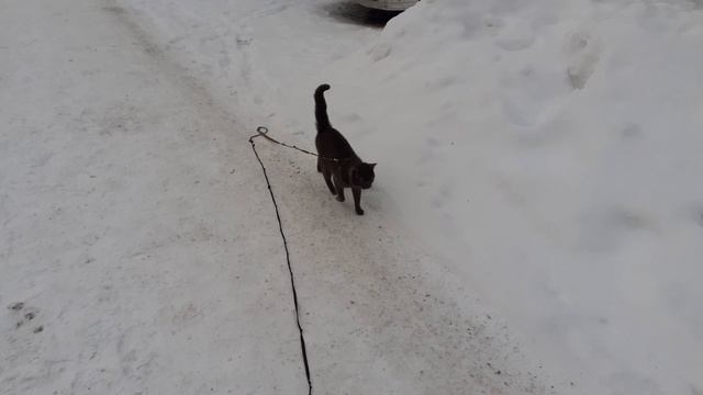 Тишка на прогулке.