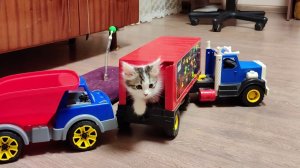 Котята Том и Винни играют с игрушечными машинками.