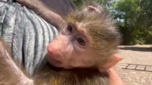 Люся и Степашка на прогулке просто повисли на мне гроздьями и не хотят идти пешком!