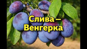 Слива — Венгерка: простой уход и щедрый урожай