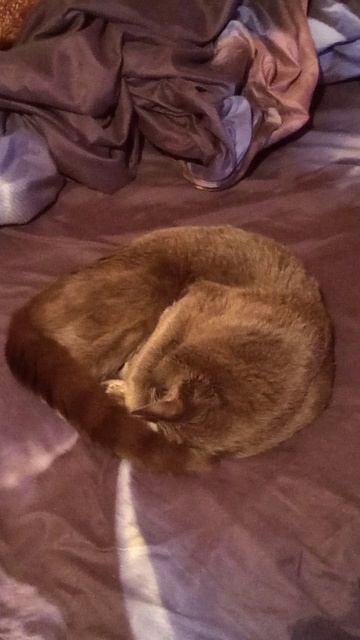 Кот Атос любит сладко поспать! #shorts #котатос #животные #коты #кошачийсон смотреть онлайн