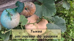 Выращивание тыквы в компосте и на земле, сравнение. От посева до сбора урожая.