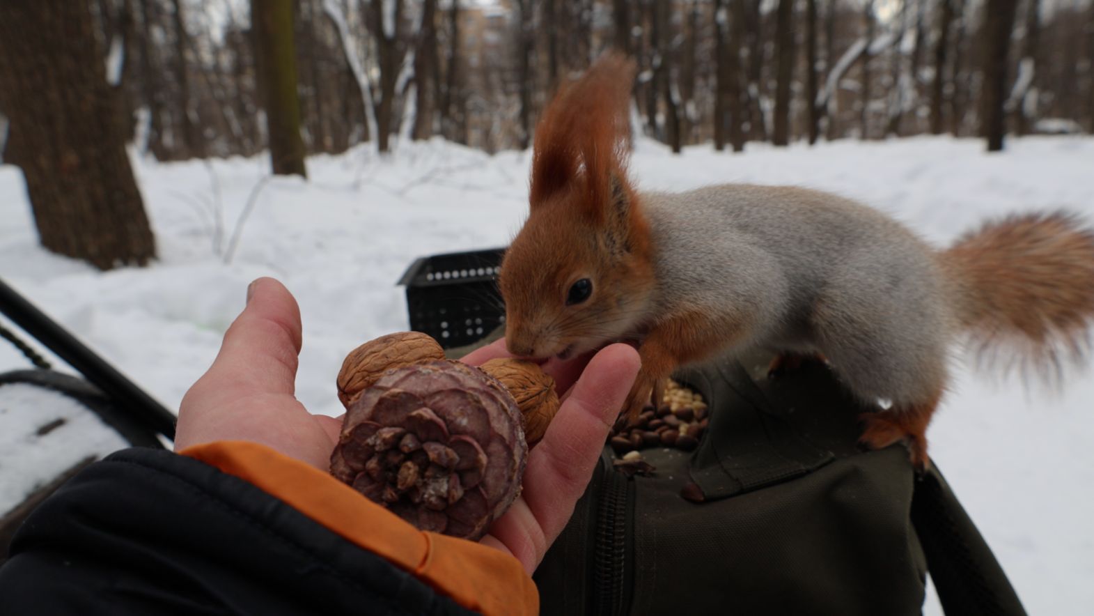Немного о рыжей белке и орехах смотреть онлайн