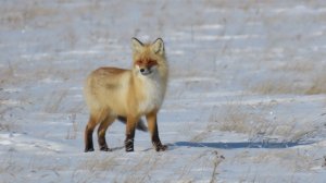 Пушистая красавица в заказнике «Светлинский»!