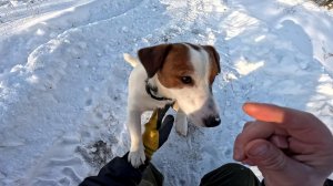 Страуса на мясо пустить  ! Самку отсадил ! ХУТОР В ЛЕСУ №973