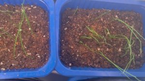 Мой подоконник 9 февраля 2026 года.