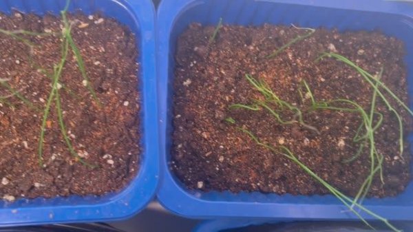 Мой подоконник 9 февраля 2026 года.