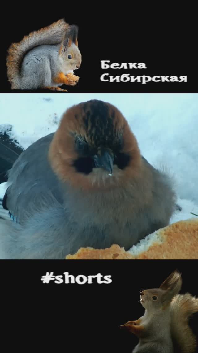 Сойка стучит по сухарю