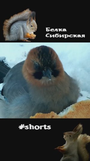 Сойка стучит по сухарю