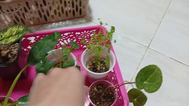 Комнатные цветы/растения. Какие буду пересаживать.