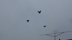 Мелитопольские голуби и Крымаки в Белогорске Крым...проверка стойки в слабый ветер)))