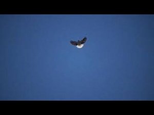 Мелитопольские голуби. у Игоря в гостях завершение плем сезона)))