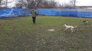 Щенки Роси и Дреда , 3мес и 5 дней.avi