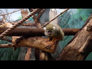 Беличий саймири 05.02.2026