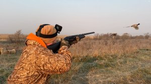 ОХОТА НА ФАЗАНА 2025 — за петухами без собаки | Осенняя охота в Приморском крае