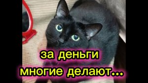 КОШКИ С ОЗВУЧКОЙ.