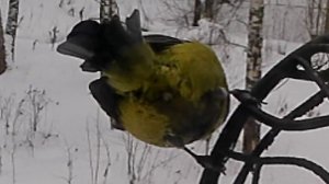 Возвращение птиц. Синица анатомическая.